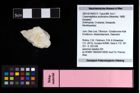 NHMW-GEO-2007z0149-0313_Ol_01.tifCracensigillatus acutirostrus (Moericke, 1889)  (NHMW-GEO-2007z0149-0313)
